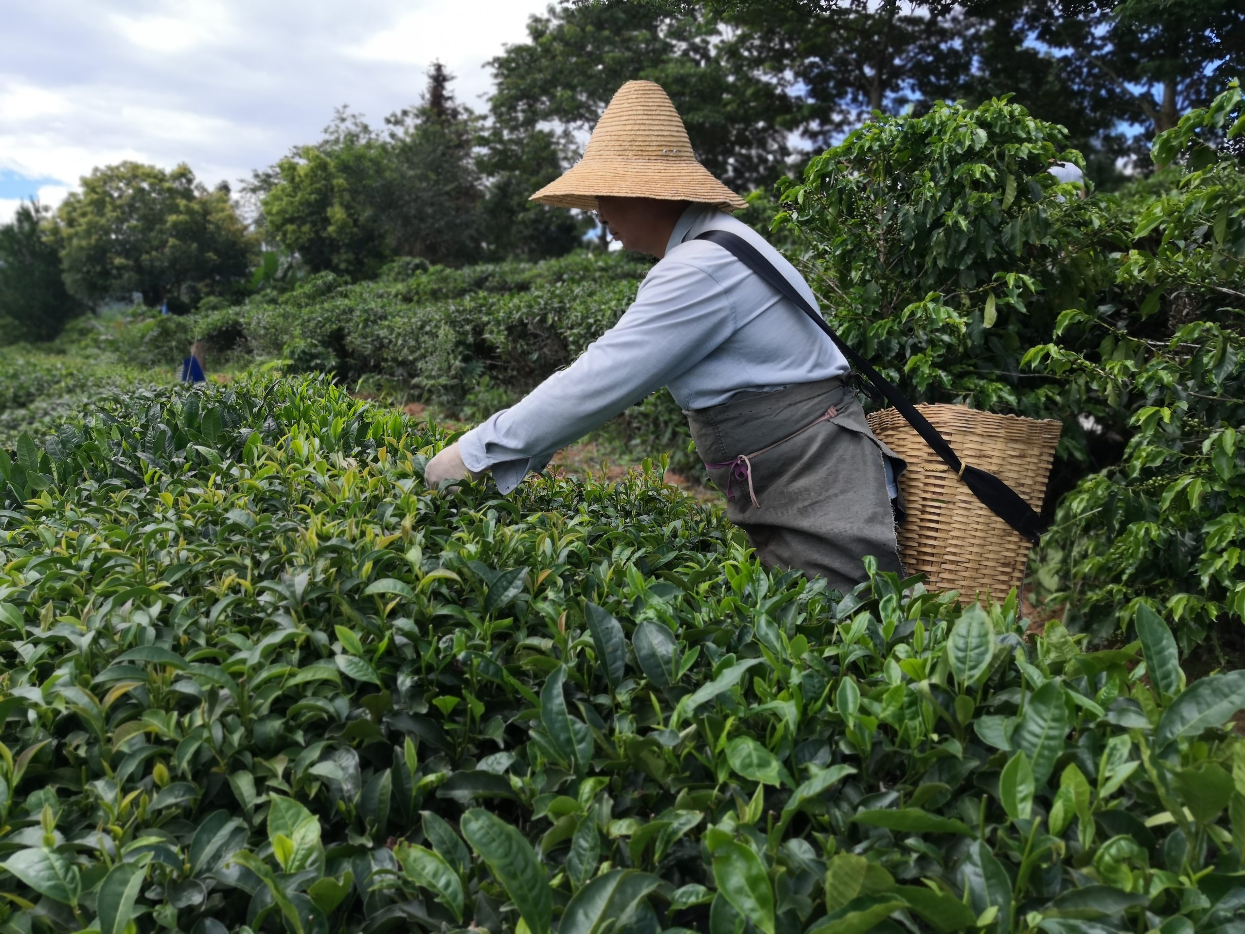 Tea fields at origin