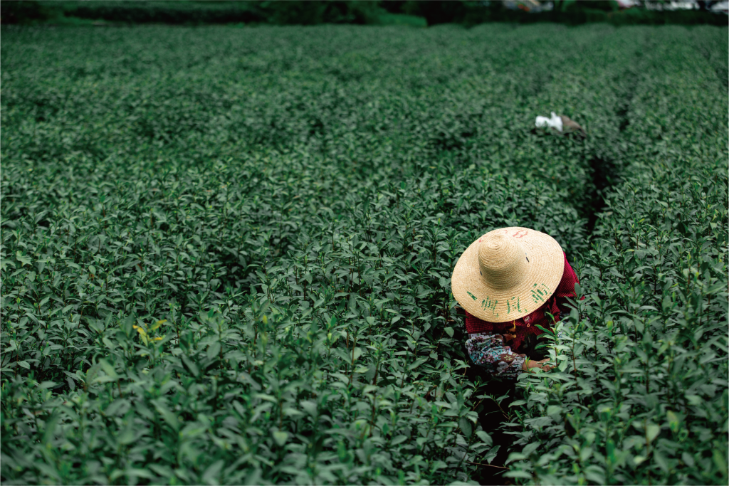Tea farmers at work